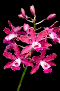 Encyclia Rioclarense Arnie AM/AOS 83 pts.